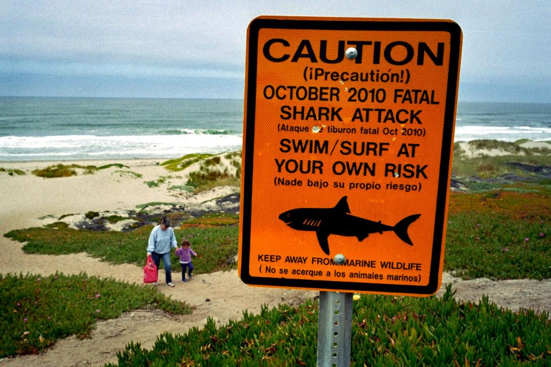 Florida Teen Bitten by Shark During Lifeguard Training Camp