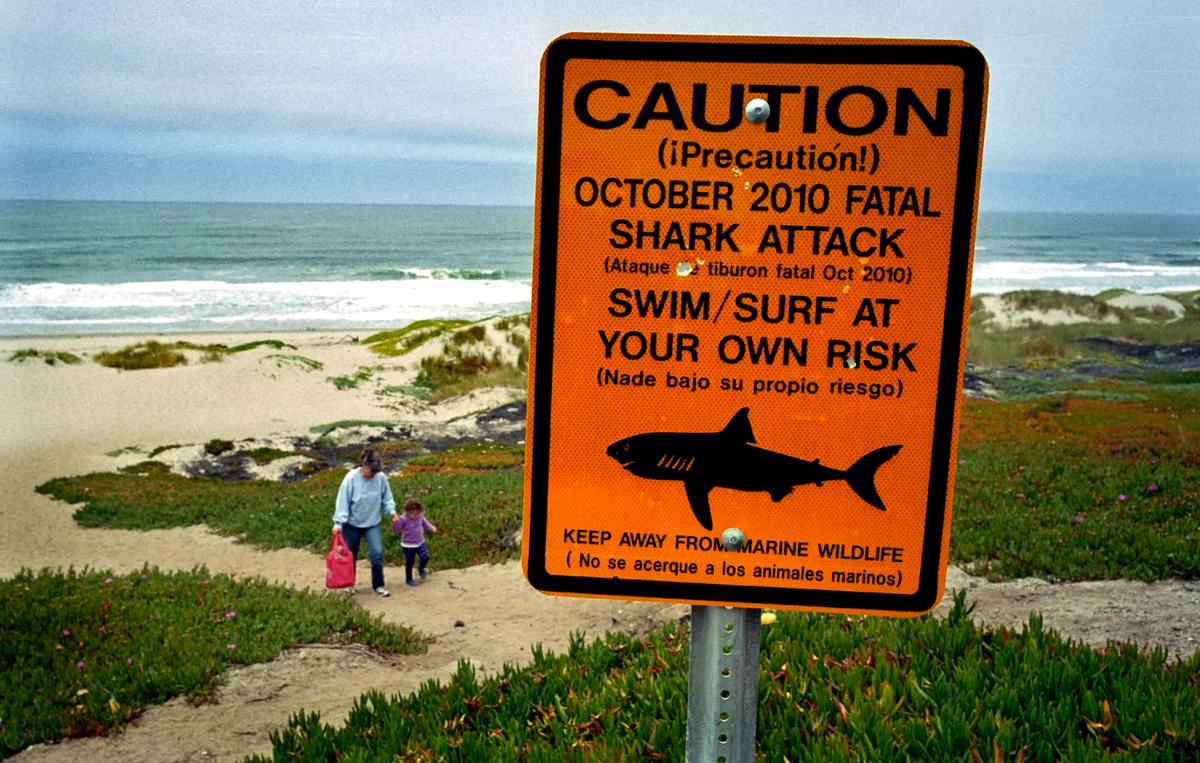 Surf Beach in California Shark Attack: Shark Week Program ‘Great White Serial Killer’ Claims Another Attack Could Happen
