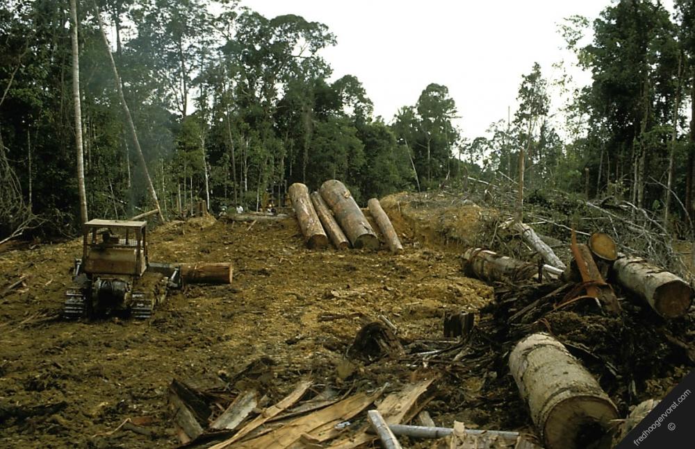 Norway expresses concerns over Chinese timber firm operations in Guyana