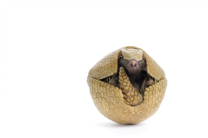 Why Roly Polys Are Actually Secret Mini Ninja Armadillos