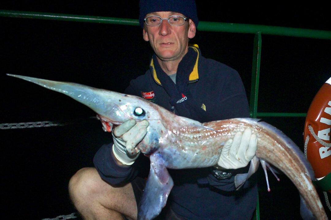 Alien Sharks on Discovery Channel Shark Week: Ghost Sharks aka Elephant Fish Facts and Picture