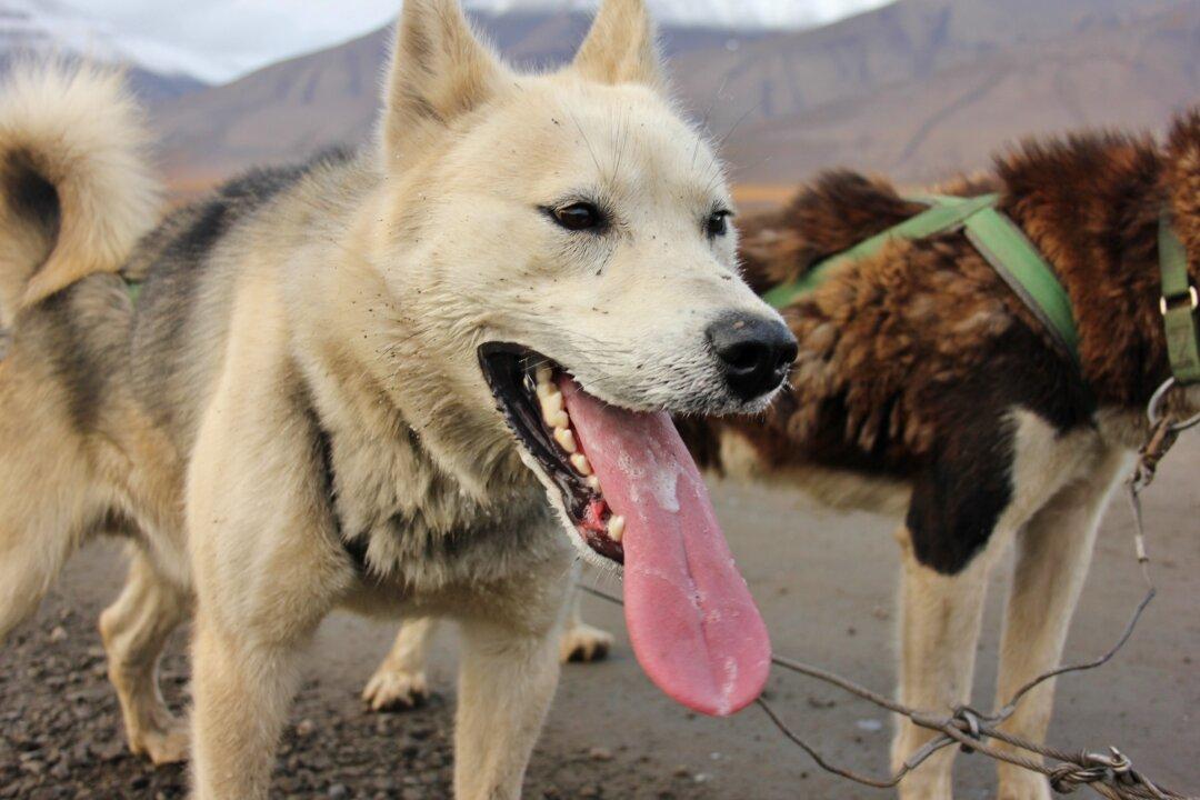 What’s It Like Driving Your Own Team of Husky Dogs in the Arctic of Norway?