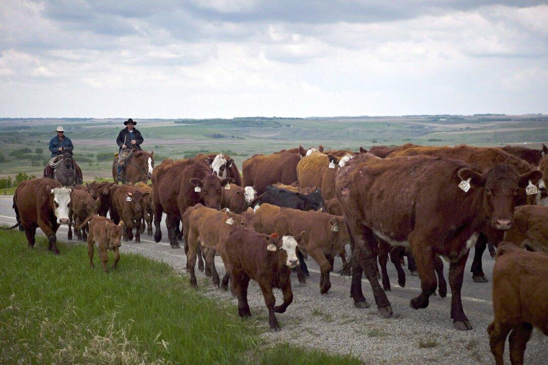 Former CFIA Researcher Pleads Guilty in Bacteria-Smuggling Case