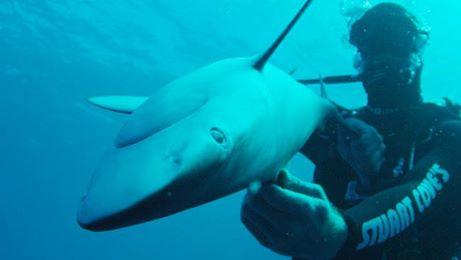 Shark Week Schedule 2014 Tonight: What’s on Discovery Channel Today? Includes Guest Tara Reid (+Videos)