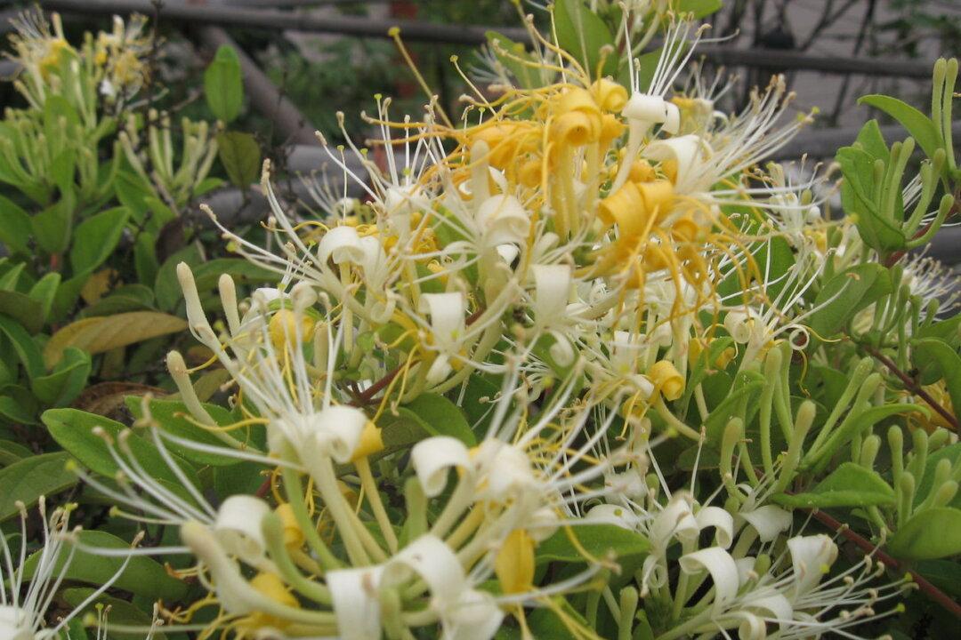 Chinese Official Makes Stink Over Sweet-Smelling Herb