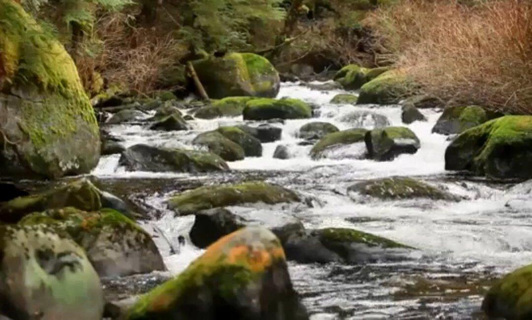 This Rainforest Is Not in the Amazon (Video)