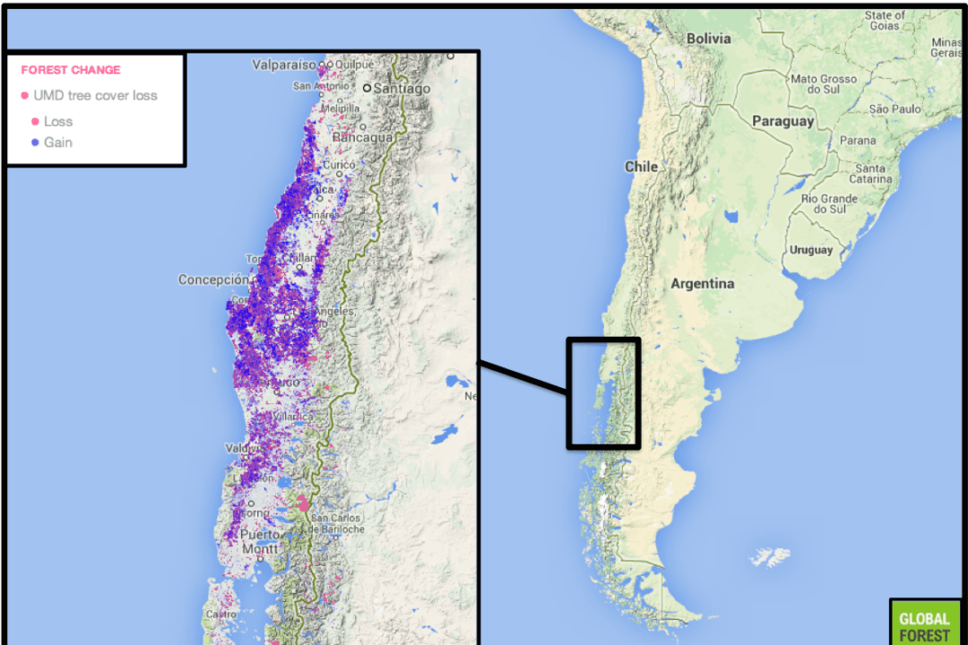 Chile in Conflict--What Makes A Forest?