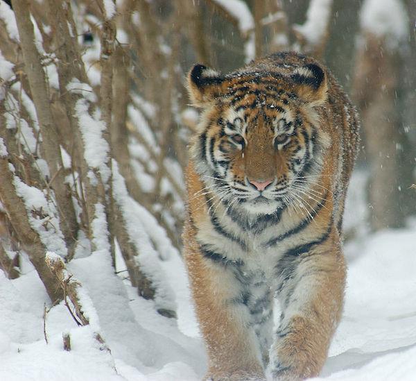East Russia Logging Cuts Tiger Habitat (Part I)