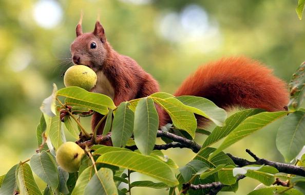 Nature’s Inspiration for Artistic Creation