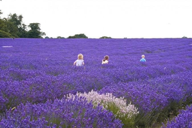 9 Great Uses for Lavender