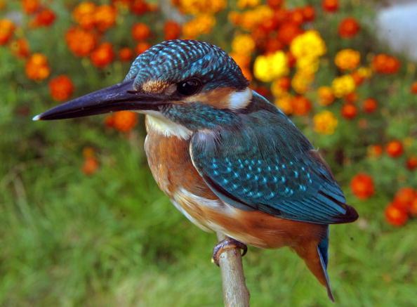 Saving Wild Birds and Saving Money for Colleges