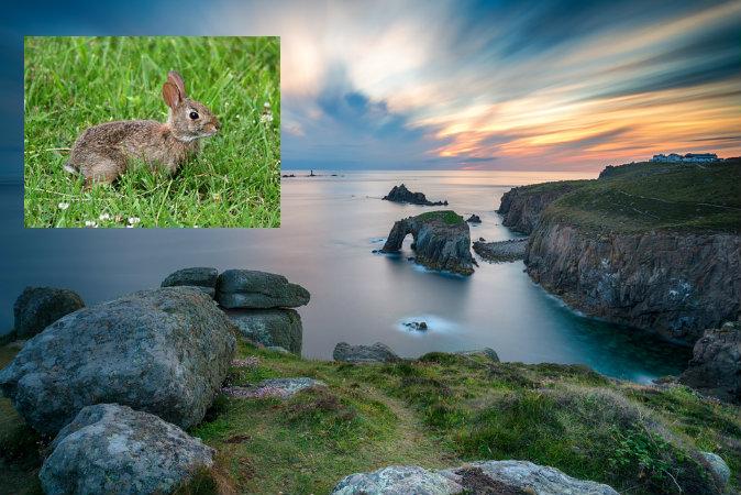 Ancient Relics Unearthed by Rabbits Leads to Discovery of Treasure Trove