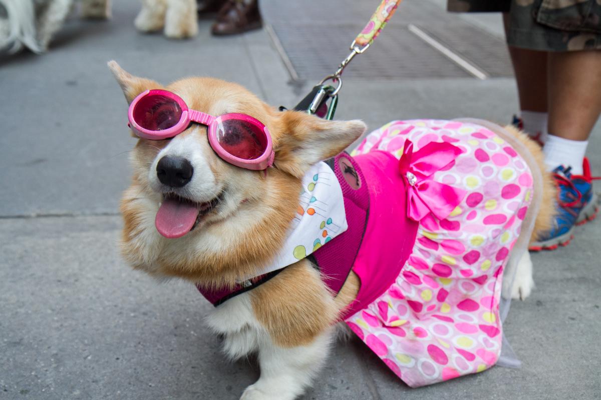 National Dog Day Turns Into Party on Park Avenue (+Photos)