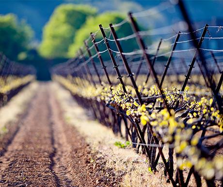 My Top 5 Wineries in Europe