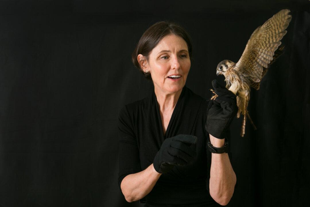 New York Too Busy to Care? Center Rescues City’s Injured Birds