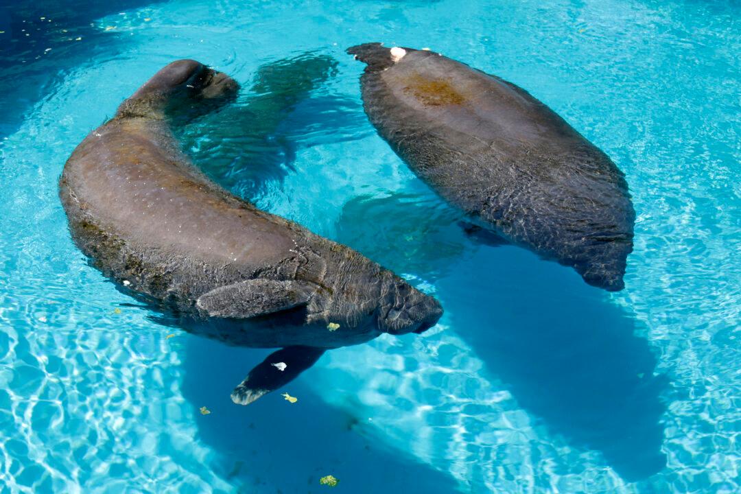 Florida Has a Record 6,200 Manatees in Latest Count