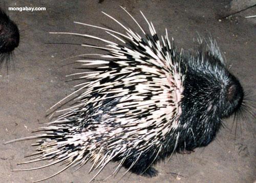 Authorities Bust Porcupine-Smugglers in Indonesia