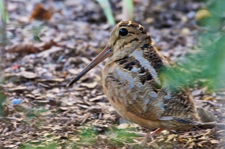 A Wild Time in NYC: Migratory Birds Drawn to City’s Green Spots
