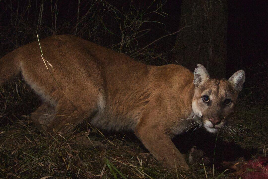 Los Angeles Neighborhood on Alert After Mountain Lion Attack That Killed Dog