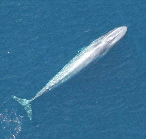 Good News for Conservation--Blue Whale Recovered