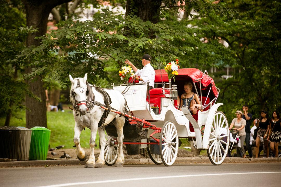 Horse-Carriage Ban May Halt in City Council