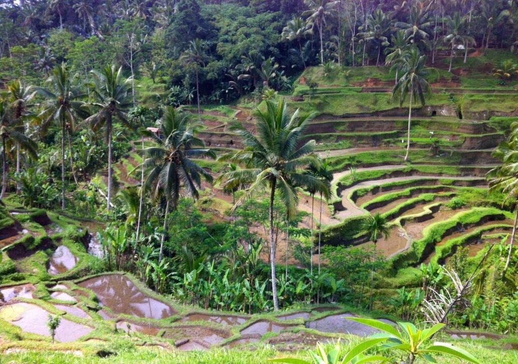 Finding Bliss in Ubud