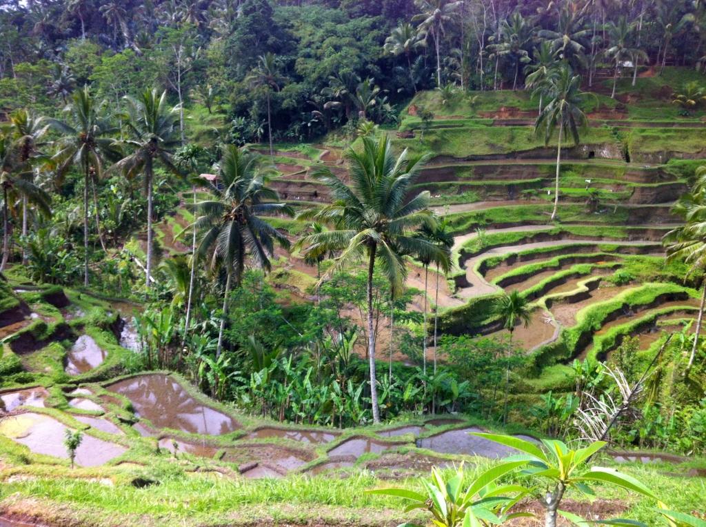 Finding Bliss in Ubud