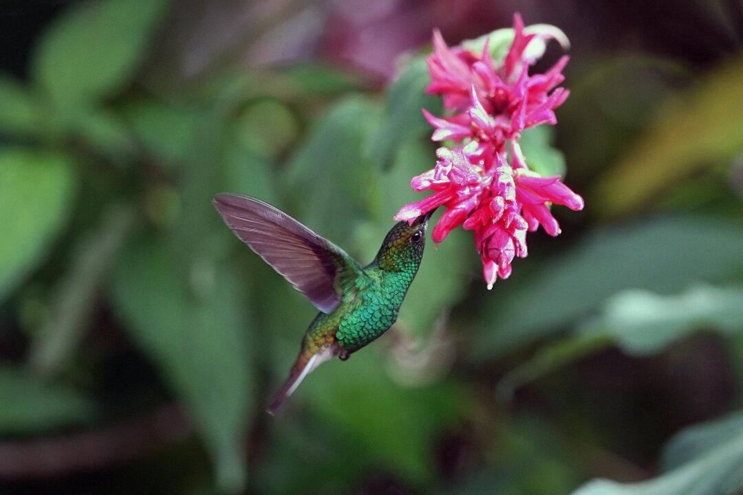 Most Birds Can’t Taste Sugar – Here’s Why the Hummingbird Can