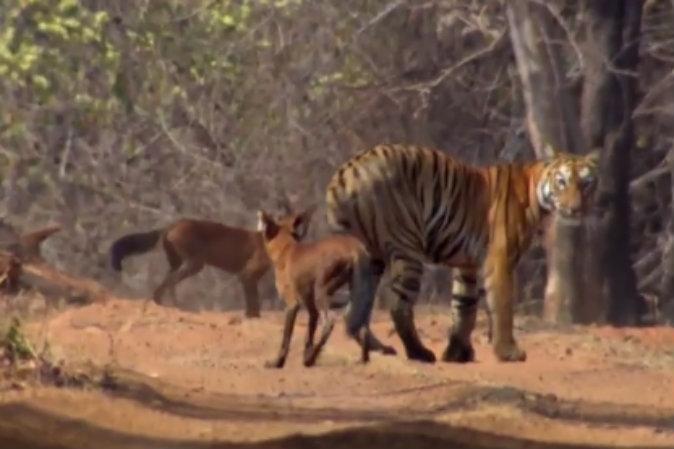 WATCH: Hunter or Hunted? Tiger Takes on Wild Dogs