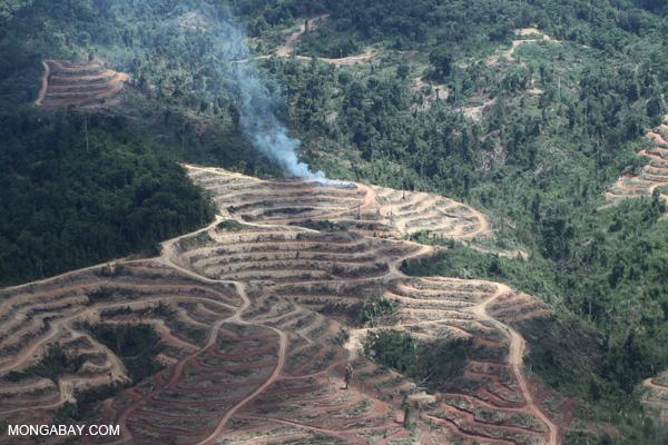 Donuts Companies Cutting Palm Oil from Deforestation