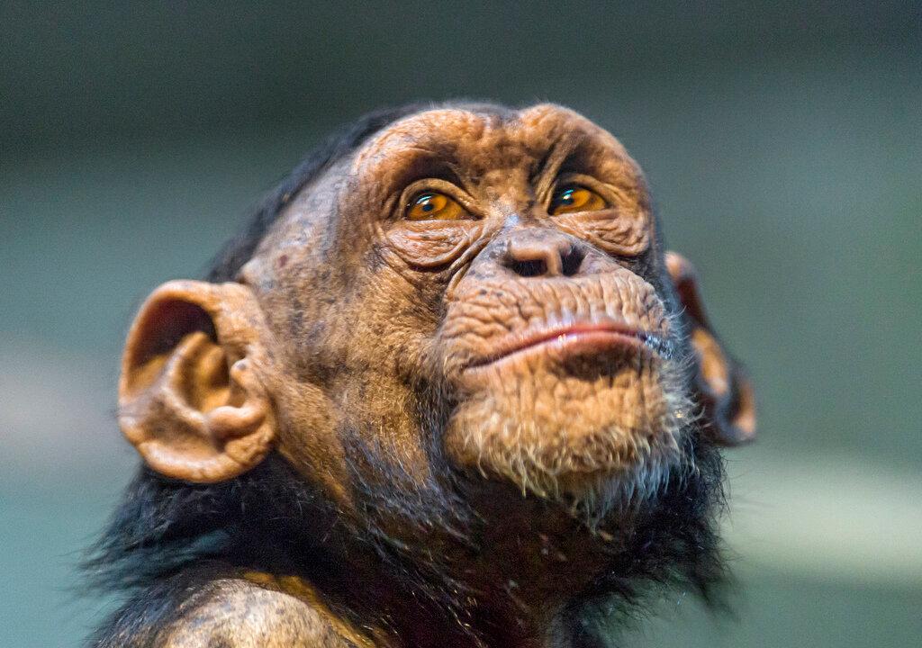 What Makes One Chimp Kill Another?