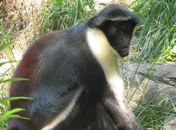 Norway to Pay Liberia to Stop Deforestation