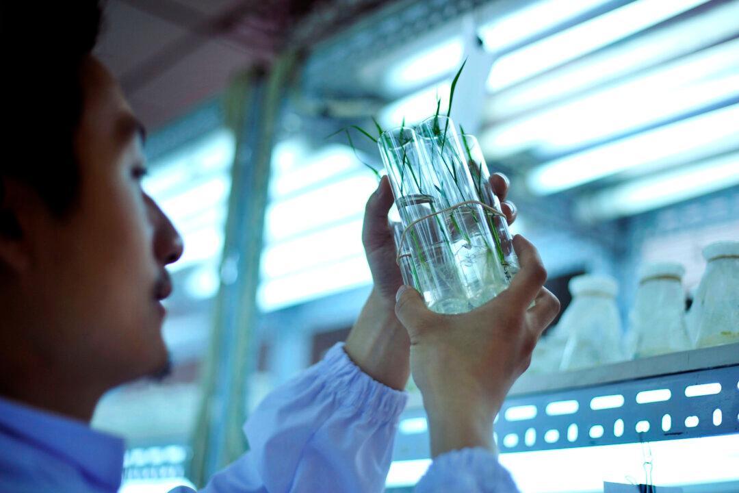 FBI Criminal Probe of Kansas University Started Over Chinese Stealing Rice