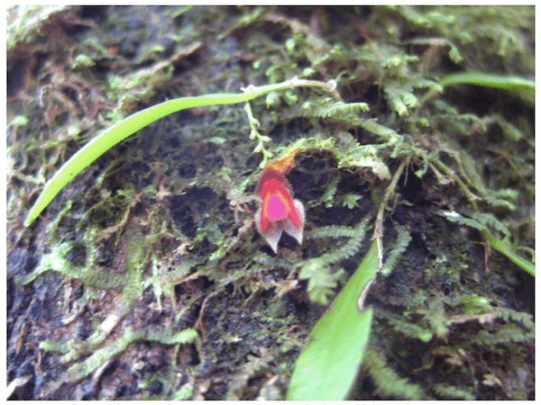 Deforestation Threatens Orchids in South America