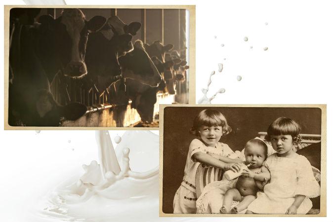 Murky History of Mass Milk Production Pours Over to Today: Raw Milk Revolution?