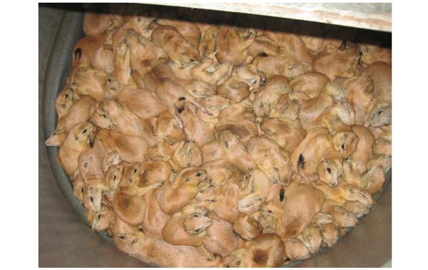 Exotic Animal Trade Has Serious Problems (photos)