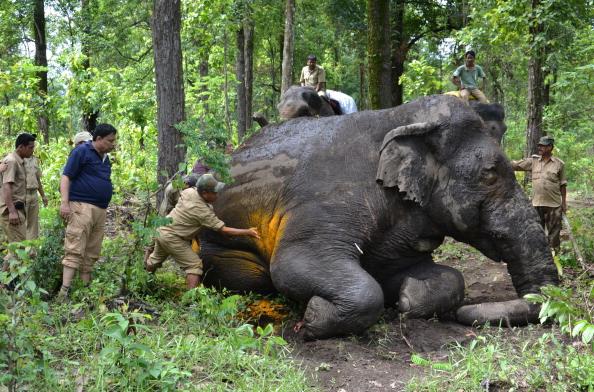 India Forest Rangers Need Protections Too