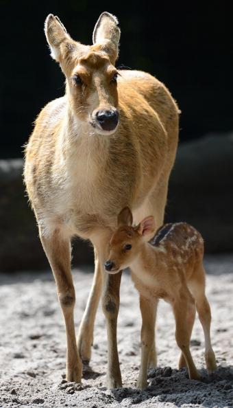 Mothers Instinct Beyond Species Boundaries