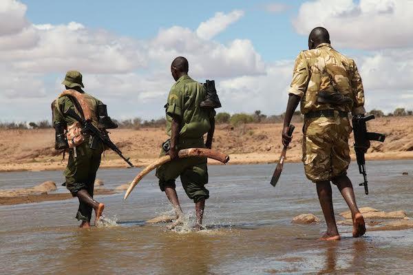 Elephants Worth Much More Alive, Than Dead