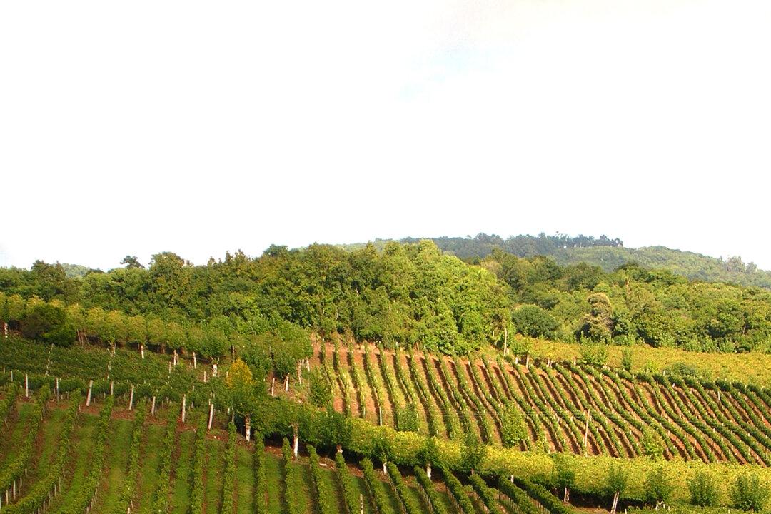 Falanghina, Italy’s Liquid Gold