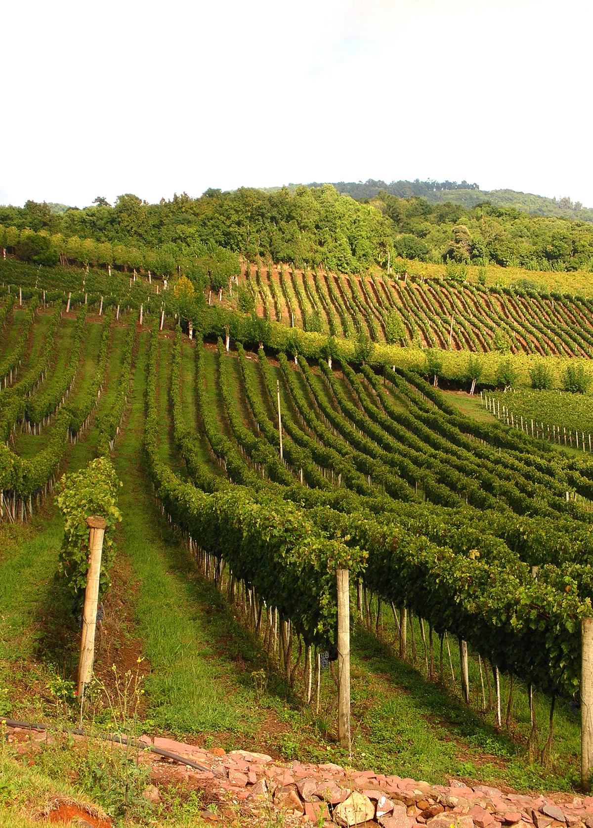 Falanghina, Italy’s Liquid Gold