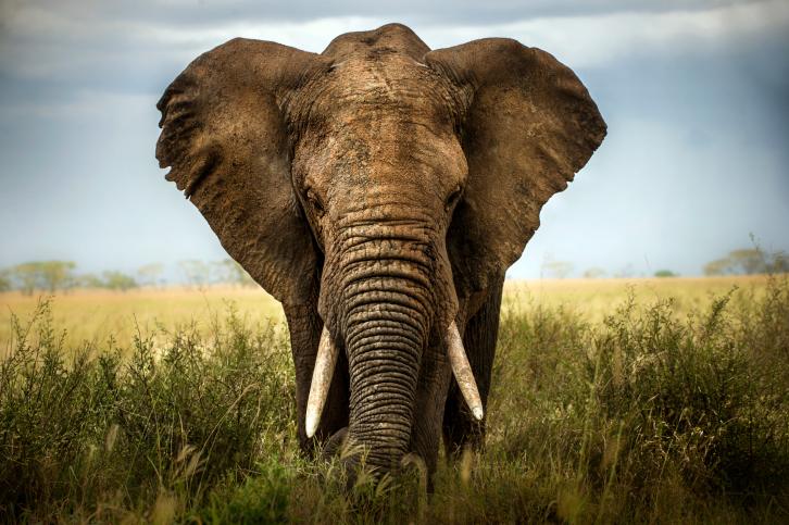How Thunderstorms Could Help Save African Elephants