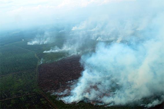 Indonesia Palm Oil Company Appeals to Supreme Court