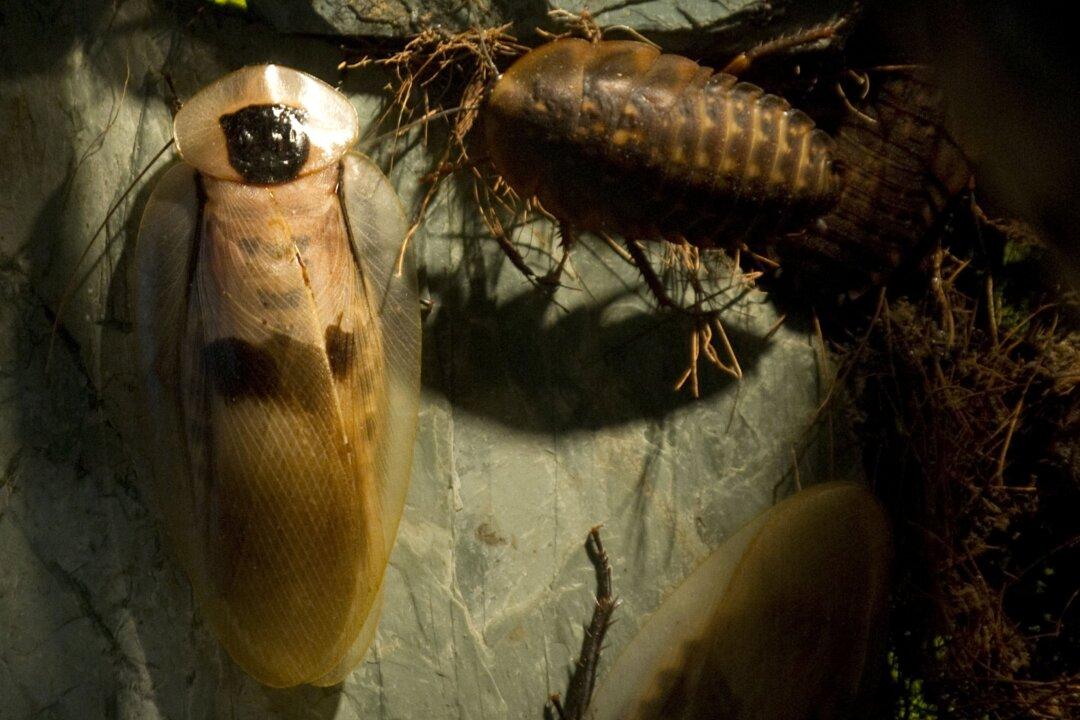 Drought, Hot Weather Worsens Pest Infestations