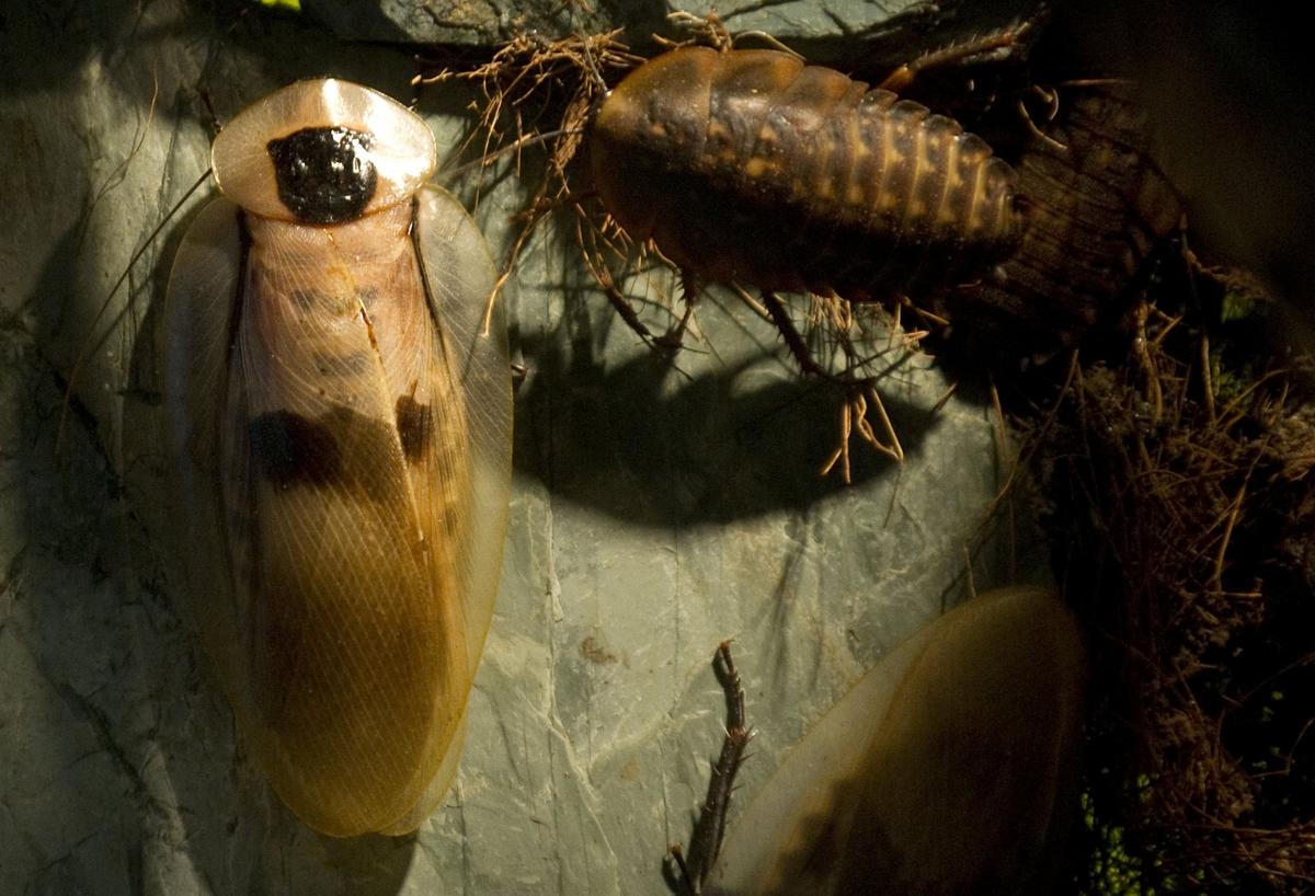 Drought, Hot Weather Worsens Pest Infestations