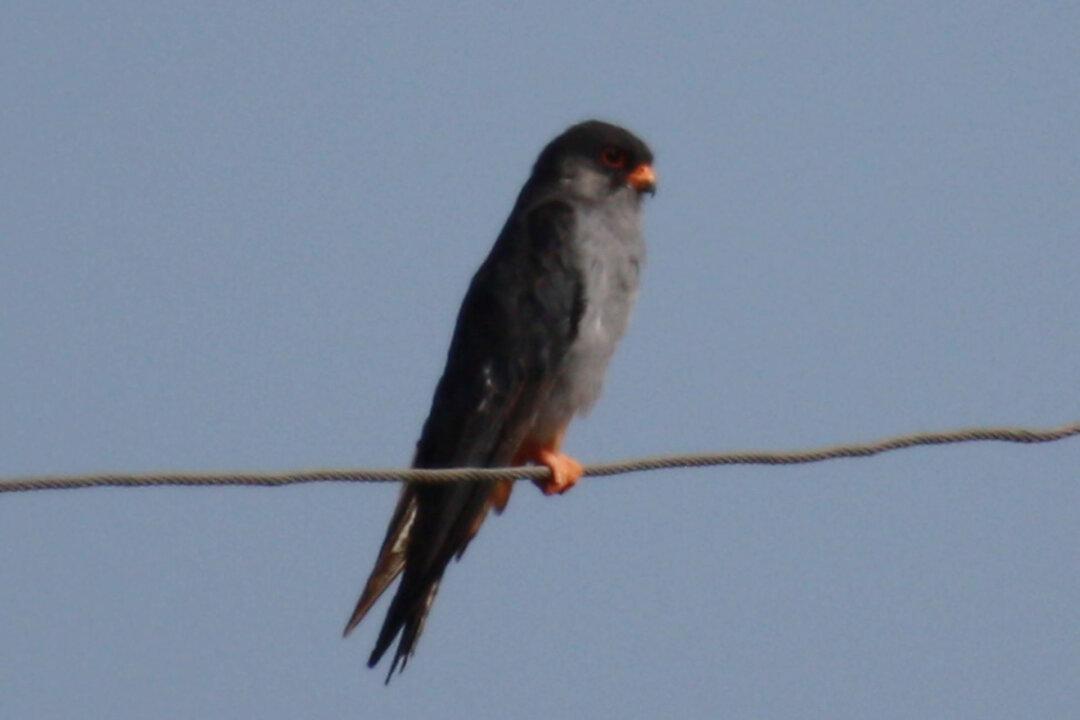 Migrating Amur Falcons Arrive in India