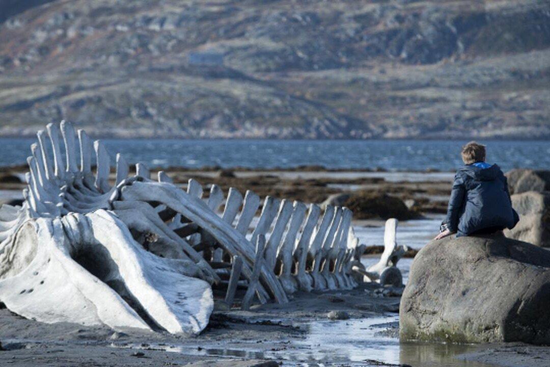 London Film Festival Names the Best of 2014, and the Best Is...