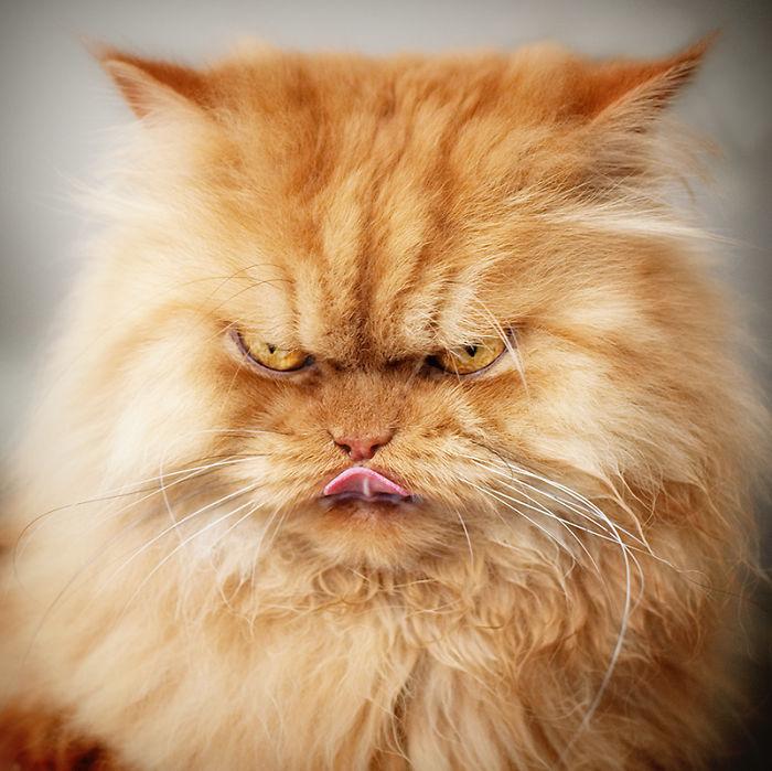 Move Over Grumpy Cat, Angry Cat Is Here
