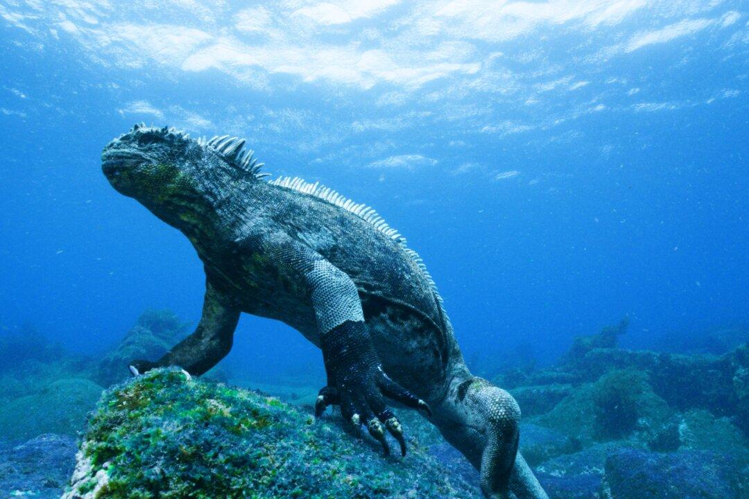 Film Review: ‘Galapagos 3D’, a Unique World Within Our World