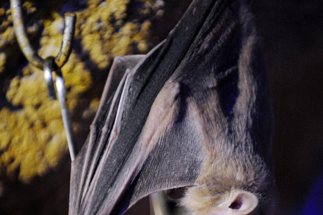 The Ebola Bats: How Deforestation Unleashed the Deadly Outbreak